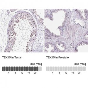 Anti-TEX15 antibody produced in rabbit 