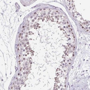 Anti-TEX15 antibody produced in rabbit 