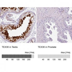 Anti-TEX30 antibody produced in rabbit 