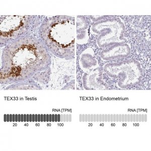 Anti-TEX33 antibody produced in rabbit HPA005998-100UL