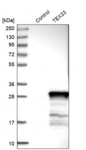 Anti-TEX33 antibody produced in rabbit HPA005998-100UL