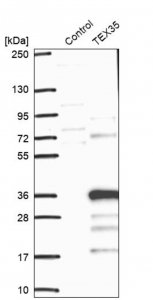 Anti-TEX35 antibody produced in rabbit 