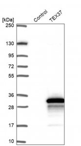 Anti-TEX37 antibody produced in rabbit 