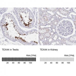 Anti-TEX44 antibody produced in rabbit 