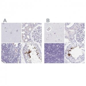 Anti-TEX44 antibody produced in rabbit 