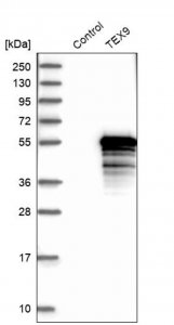 Anti-TEX9 antibody produced in rabbit 