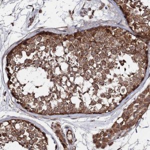 Anti-TEX9 antibody produced in rabbit 