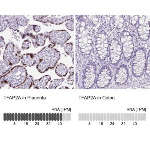 Anti-TFAP2A antibody produced in rabbit 