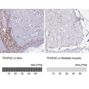 Anti-TFAP2C antibody produced in rabbit 