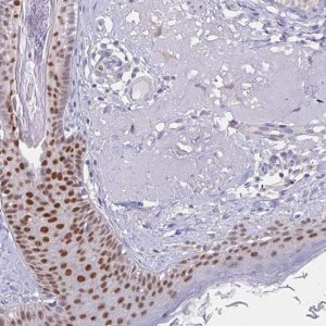 Anti-TFAP2C antibody produced in rabbit 