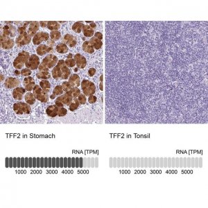 Anti-TFF2 antibody produced in rabbit 