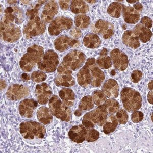 Anti-TFF2 antibody produced in rabbit 
