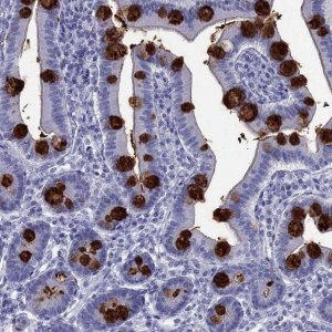 Anti-TFF3 antibody produced in rabbit 