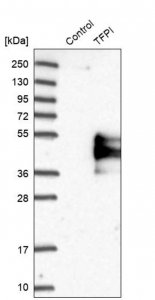 Anti-TFPI antibody produced in rabbit 