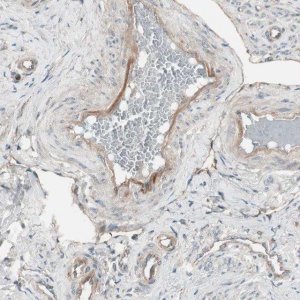Anti-TFPI antibody produced in rabbit 