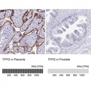 Anti-TFPI2 antibody produced in rabbit 