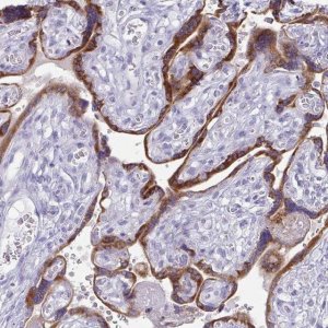 Anti-TFPI2 antibody produced in rabbit 