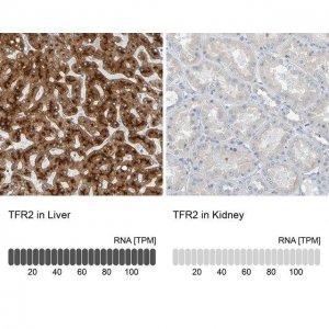 Anti-TFR2 antibody produced in rabbit 