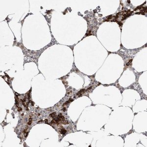 Anti-TFRC antibody produced in rabbit 