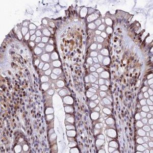 Anti-TGDS antibody produced in rabbit 