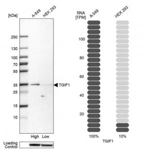 Anti-TGIF1 antibody produced in rabbit HPA062160-100UL