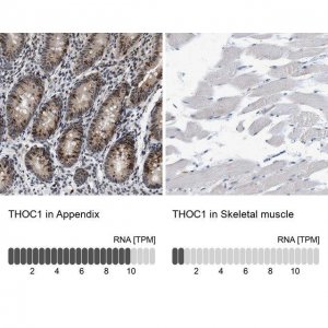 Anti-THOC1 antibody produced in rabbit 