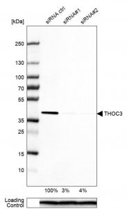 Anti-THOC3 antibody produced in rabbit 