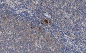 Anti-Thy-1(CD90) Antibody, clone 1I7 ZooMAb Rabbit Monoclonal 