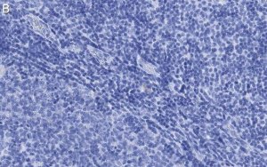 Anti-Thy-1(CD90) Antibody, clone 1I7 ZooMAb Rabbit Monoclonal 