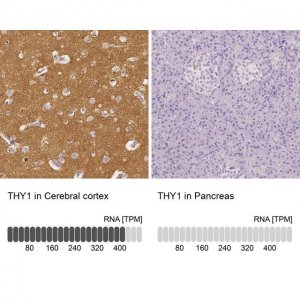 Anti-THY1 antibody produced in rabbit 