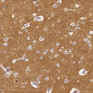 Anti-THY1 antibody produced in rabbit 