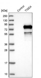 Anti-TIGD4 antibody produced in rabbit 