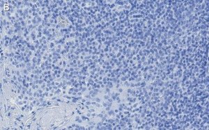 Anti-TIGIT Antibody, clone 1D20 ZooMAb Rabbit Monoclonal 
