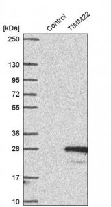 Anti-TIMM22 antibody produced in rabbit 