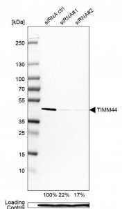 Anti-TIMM44 antibody produced in rabbit 