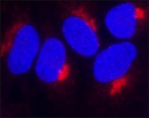 Anti-TIMP2 antibody, Mouse monoclonal 