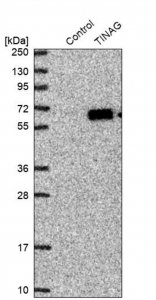 Anti-TINAG antibody produced in rabbit 