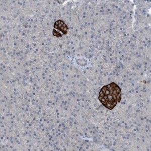 Anti-TINAG antibody produced in rabbit 