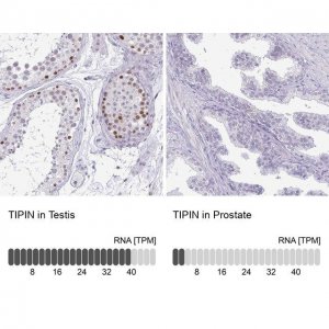 Anti-TIPIN antibody produced in rabbit 