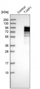 Anti-TJAP1 antibody produced in rabbit 