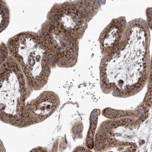 Anti-TJAP1 antibody produced in rabbit 