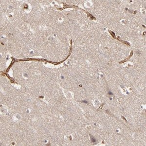 Anti-TJP1 antibody produced in rabbit 