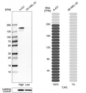Anti-TJP2 antibody produced in rabbit 