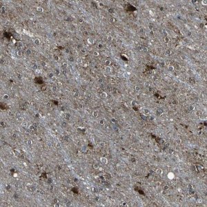 Anti-TJP2 antibody produced in rabbit 
