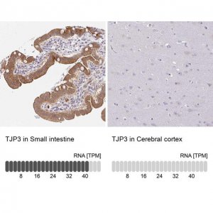 Anti-TJP3 antibody produced in rabbit 