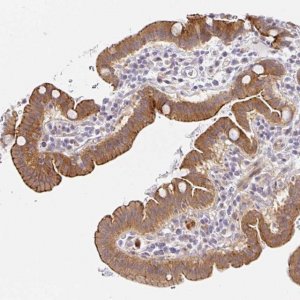 Anti-TJP3 antibody produced in rabbit 