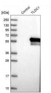 Anti-TLDC1 antibody produced in rabbit 