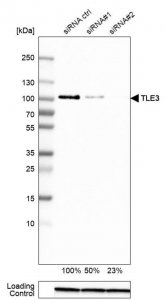 Anti-TLE3 antibody produced in rabbit 