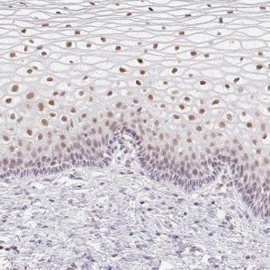 Anti-TLE3 antibody produced in rabbit 