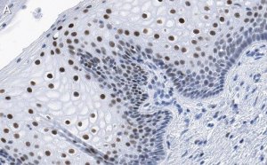 Anti-TLE3 Antibody, clone 1D15 ZooMAb Rabbit Monoclonal 